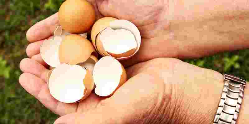 Eggshell Membrane