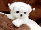 Dogs and Puppies For Sale in Delhi ncr