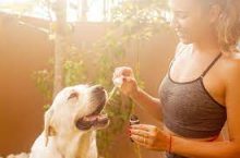 Cbd Oil For Dogs Has No Pit Holes Whatsoever