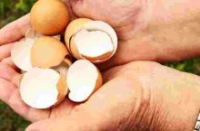 Global Eggshell Membrane Market Analysis and Forecast, 2019-2028 – In-depth Market Report by RationalStat