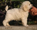Poodles, including information about both adult dogs and puppies: