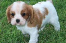The King Charles Spaniel, also known as the English Toy Spaniel, is a small dog breed