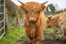 Mini Highland cows for sale at MiniatureCattleGuy.com